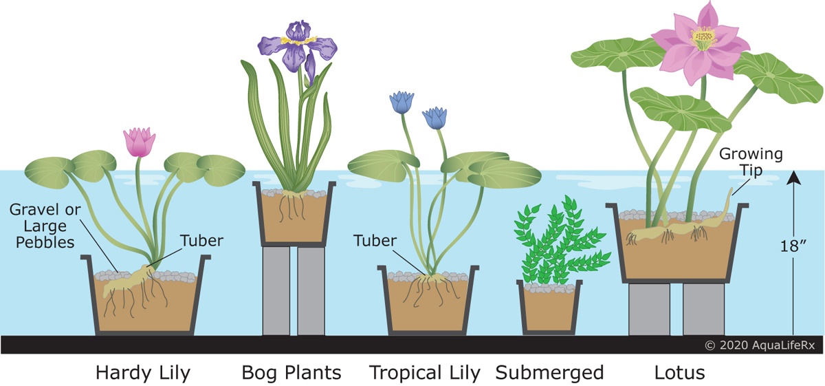 Potting Pond Plant