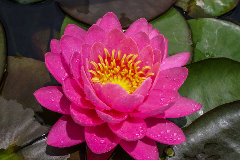 hardy water lily