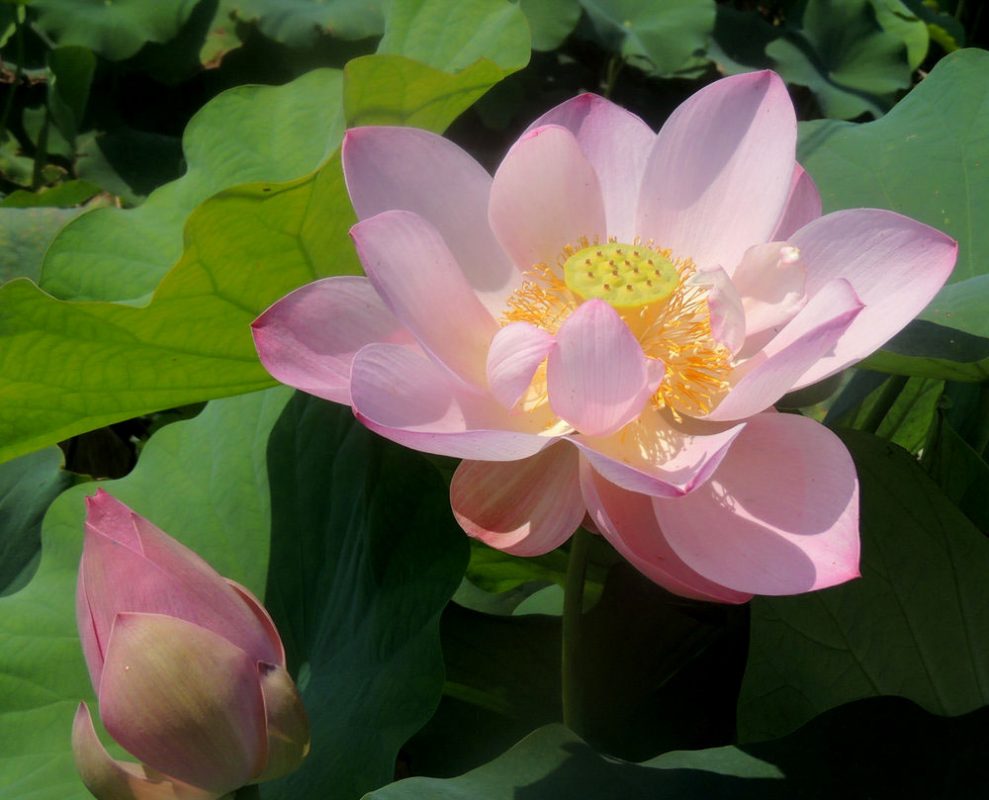 Lotus