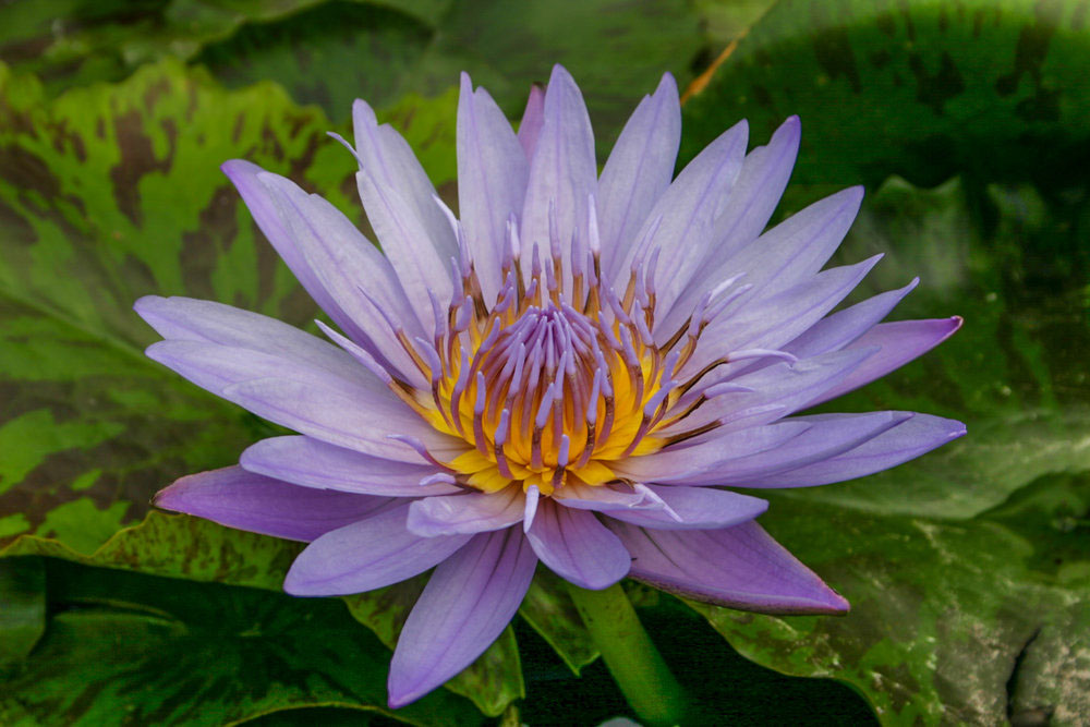 Tropical Water Lily