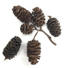 AquaLife Alder Cones Approx. wt. 50 grams - Image 2