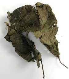 aquaLife Mulberry Leaves Approx. wt. 15 grams - Image 2
