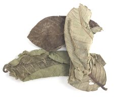 AquaLife Guava Leaves Approx. wt. 15 grams - Image 2