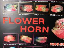 FlowerHorn Poster - Image 2