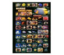 Marine Angelfish Poster