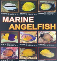 Marine Angelfish Poster - Image 2