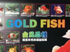 Goldfish Poster - Image 2