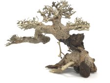 Bonsai Wood - Approx. 9" x 5" x 7" - Image 2