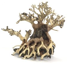 Bonsai Wood with Rock - Approx. 8" x 7" x 4.5"