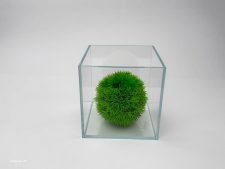 Bono Wabi-kusa 1 Gal Ultra Clear 45 Degree LI Aquarium 16x16x16 cm - 6.3 x 6.3 x 6.3" - Image 4