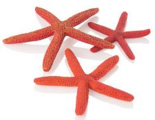 biOrb Starfish Set 3 Red**