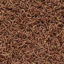 Bloodworms Freeze Dried .5oz - Image 2