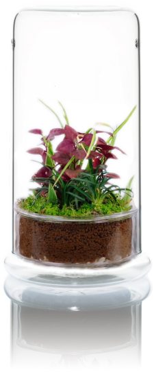 VIV Nano Terrarium 170 x 300mm with Clear base . 6.69 x 11.81" Glass
