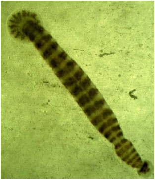 Image result for piscicola fish disease