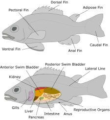 Freshwater Fish Disease and Treatment - Aquarium Connection