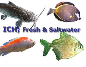Image result for ich fish
