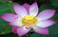 Lotus Garden