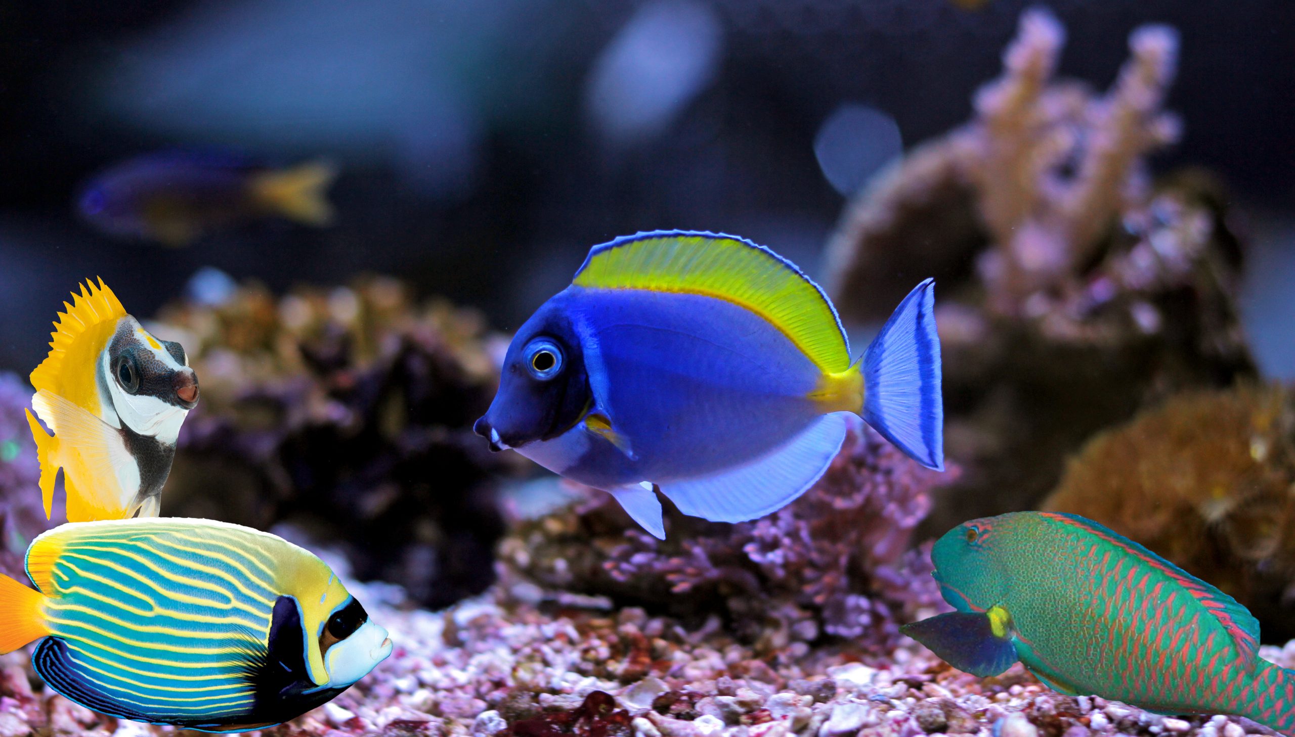 Marine Fish Tank Ultimate Setup Guide Fowlr Fish only with live rock -  Aquarium Connection
