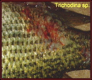 Image result for trichodina in fish