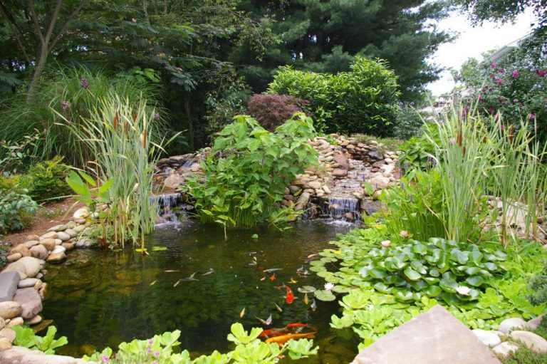 The Ultimate Koi Pond - Aquarium Connection