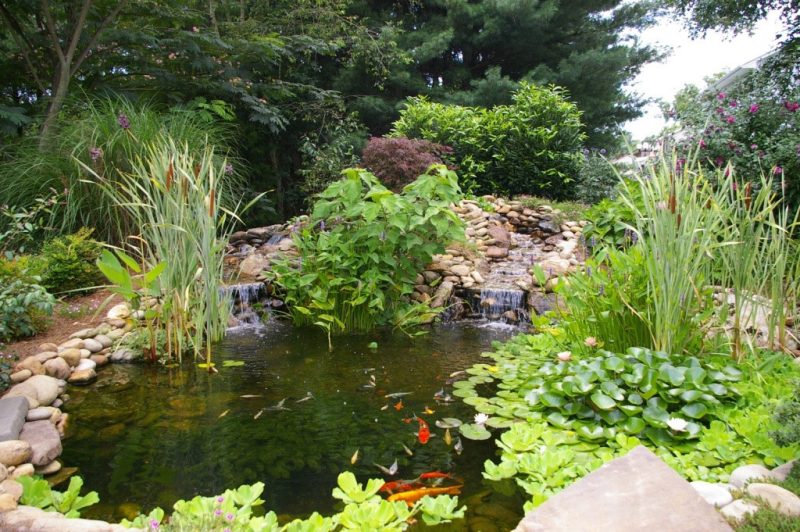 The Ultimate Koi Pond - Aquarium Connection